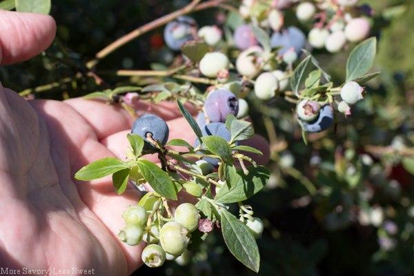 blueberries 9.2